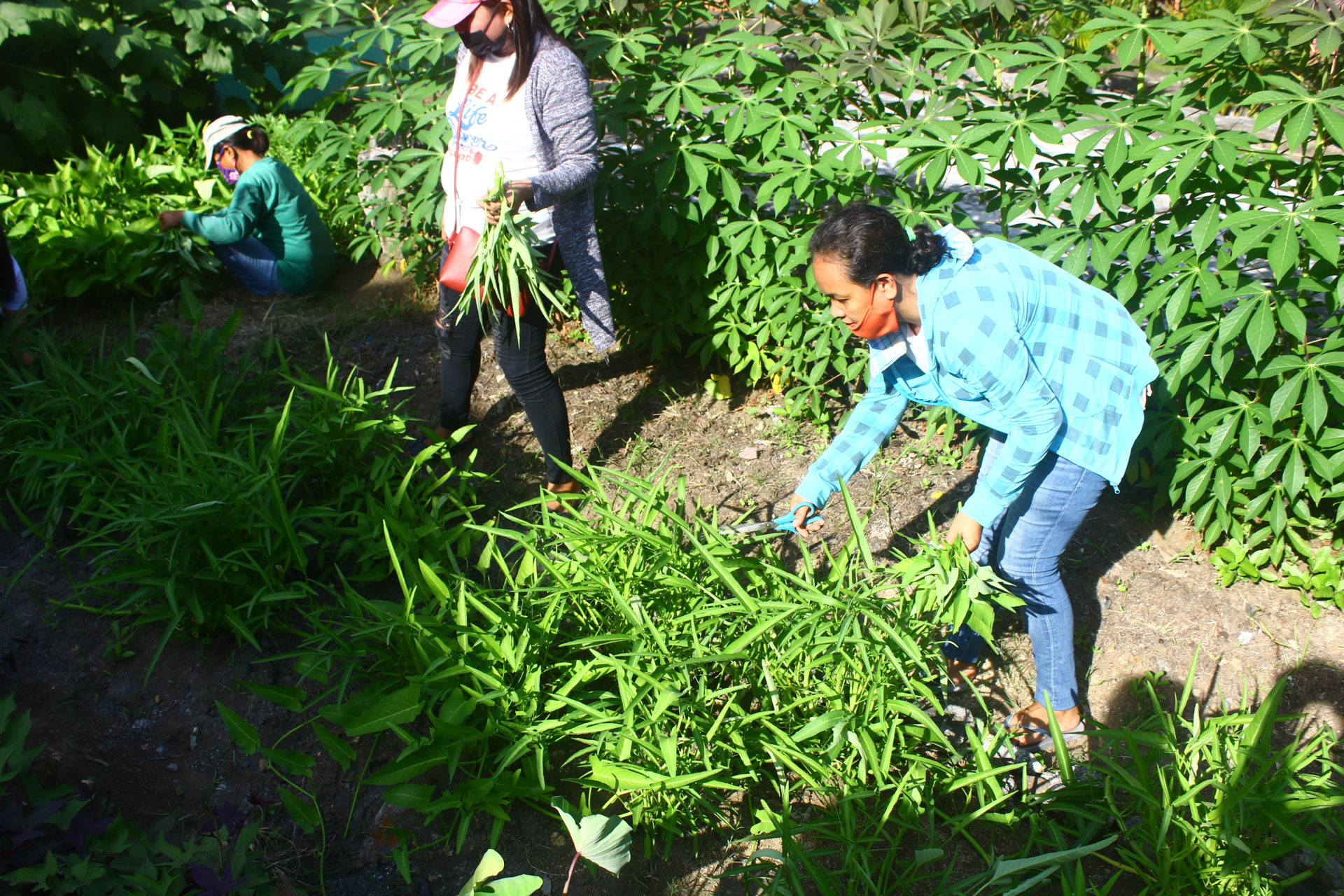 Collaboration Yields Bountiful Harvest